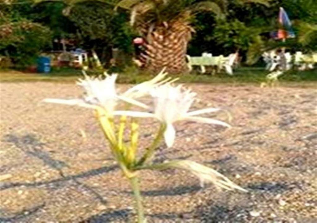 أنامور Aslihan Motel المظهر الخارجي الصورة